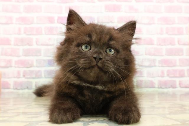 新潟県のサイベリアン (Coo&RIKU上越店/2025年8月1日生まれ/男の子/ブラック)の子猫の1枚目の画像