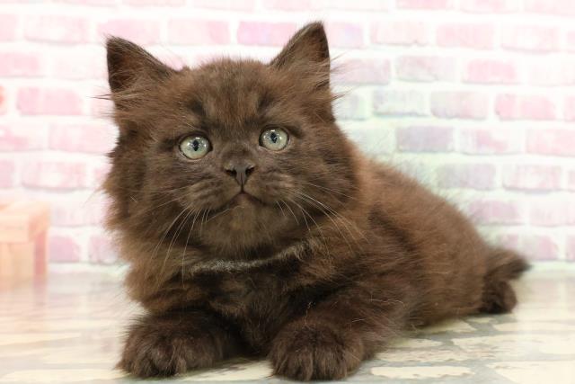 新潟県のサイベリアン (Coo&RIKU上越店/2025年8月1日生まれ/男の子/ブラック)の子猫の2枚目の画像