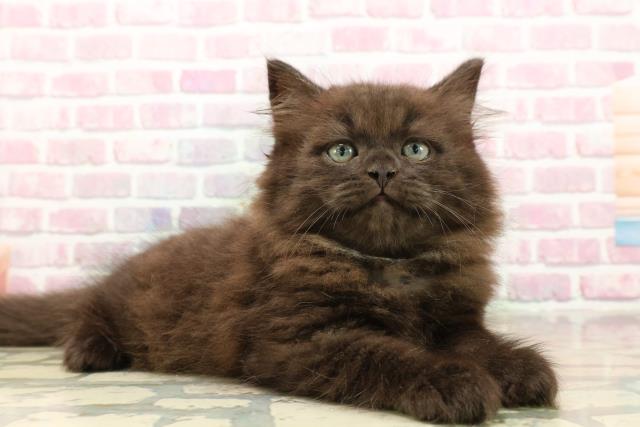 新潟県のサイベリアン (Coo&RIKU上越店/2025年8月1日生まれ/男の子/ブラック)の子猫の3枚目の画像
