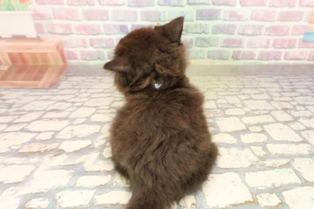 新潟県のサイベリアン (Coo&RIKU上越店/2025年8月1日生まれ/男の子/ブラック)の子猫の4枚目の画像
