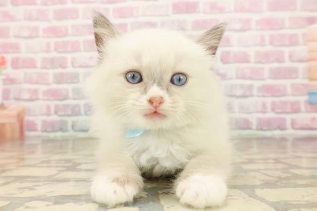 東京都のラグドール (Coo&RIKU広尾店/2025年8月3日生まれ/男の子/ブルーポイントミテッド)の子猫の1枚目の画像