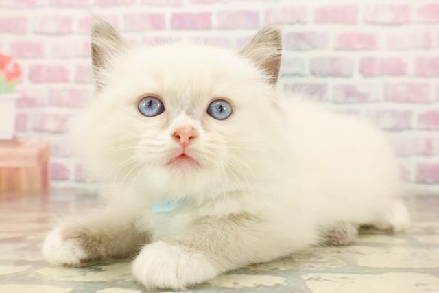 東京都のラグドール (Coo&RIKU広尾店/2025年8月3日生まれ/男の子/ブルーポイントミテッド)の子猫の2枚目の画像