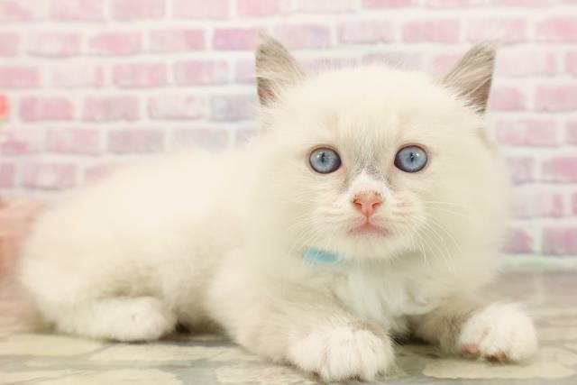 東京都のラグドール (Coo&RIKU広尾店/2025年8月3日生まれ/男の子/ブルーポイントミテッド)の子猫の3枚目の画像