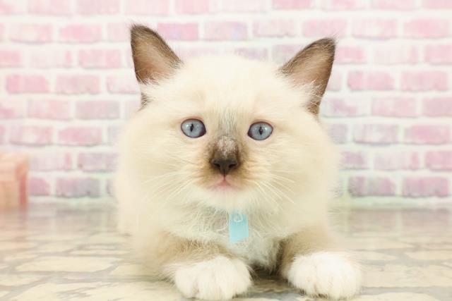 東京都のラグドール (Coo&RIKU高円寺店/2025年8月3日生まれ/男の子/シールポイントミテッド)の子猫の1枚目の画像