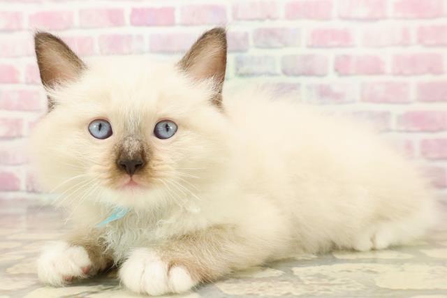 東京都のラグドール (Coo&RIKU高円寺店/2025年8月3日生まれ/男の子/シールポイントミテッド)の子猫の2枚目の画像