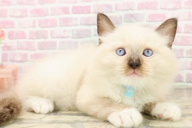 東京都のラグドール (Coo&RIKU高円寺店/2025年8月3日生まれ/男の子/シールポイントミテッド)の子猫の3枚目の画像
