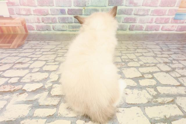 東京都のラグドール (Coo&RIKU高円寺店/2025年8月3日生まれ/男の子/シールポイントミテッド)の子猫の4枚目の画像