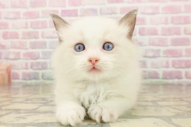 東京都のラグドール (Coo&RIKU秋葉原店/2025年8月3日生まれ/男の子/ブルーポイントバイカラー)の子猫の1枚目の画像