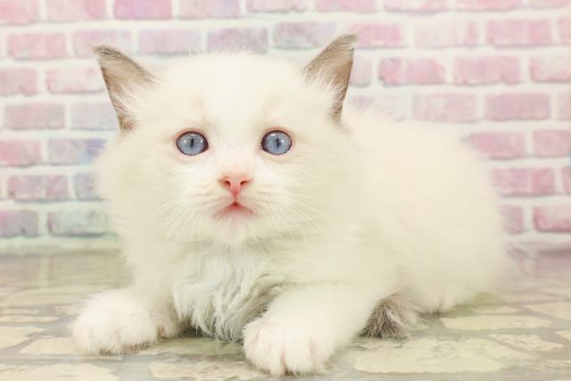 東京都のラグドール (Coo&RIKU秋葉原店/2025年8月3日生まれ/男の子/ブルーポイントバイカラー)の子猫の2枚目の画像