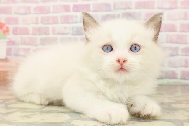 東京都のラグドール (Coo&RIKU秋葉原店/2025年8月3日生まれ/男の子/ブルーポイントバイカラー)の子猫の3枚目の画像