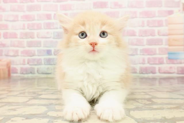 東京都のラガマフィン (Coo&RIKU広尾店/2025年8月2日生まれ/男の子/クリームタビーホワイト)の子猫