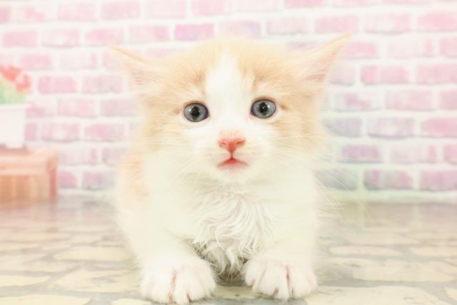 東京都のラガマフィン (Coo&RIKU赤坂店/2025年8月2日生まれ/男の子/クリームタビーホワイト)の子猫