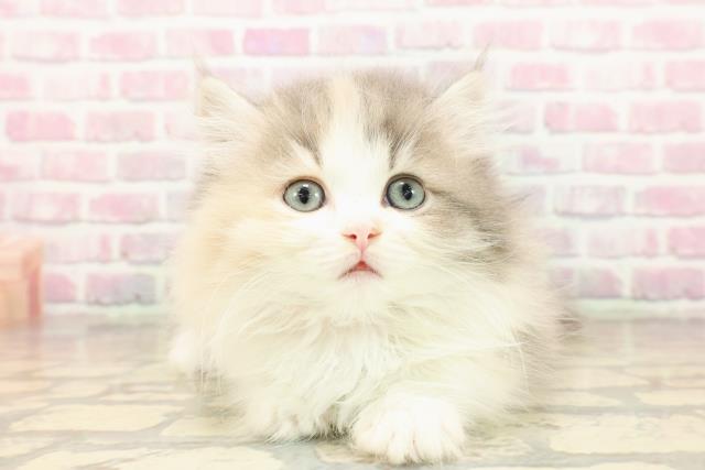 東京都のマンチカン (Coo&RIKU浅草店/2025年8月3日生まれ/女の子/ブルーパッチドタビーホワイト)の子猫の1枚目の画像