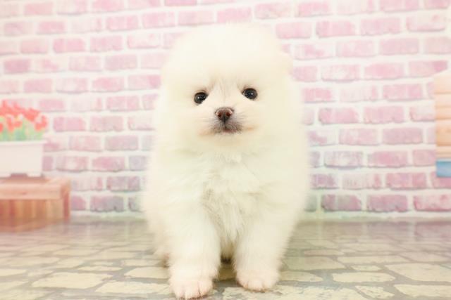 東京都のポメラニアン (Coo&RIKU新宿三丁目店/2025年8月3日生まれ/男の子/クリーム)の子犬