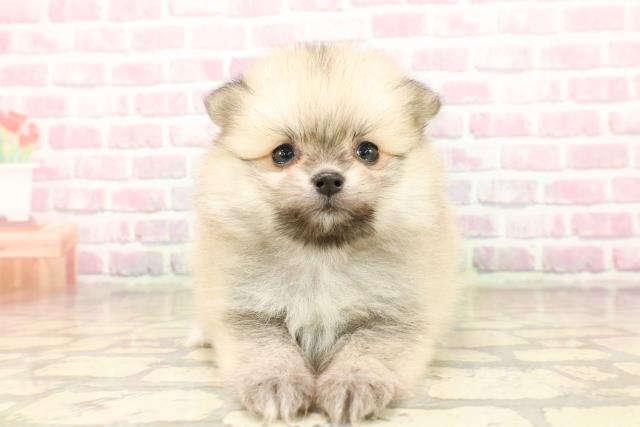 石川県のポメラニアン (Coo&RIKU金沢店/2025年8月3日生まれ/女の子/オレンジセーブル)の子犬の1枚目の画像