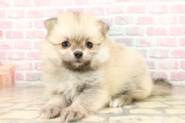 石川県のポメラニアン (Coo&RIKU金沢店/2025年8月3日生まれ/女の子/オレンジセーブル)の子犬の2枚目の画像