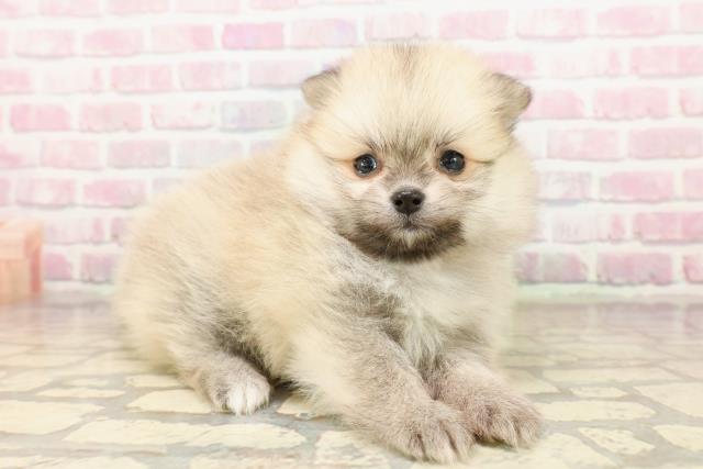 石川県のポメラニアン (Coo&RIKU金沢店/2025年8月3日生まれ/女の子/オレンジセーブル)の子犬の3枚目の画像