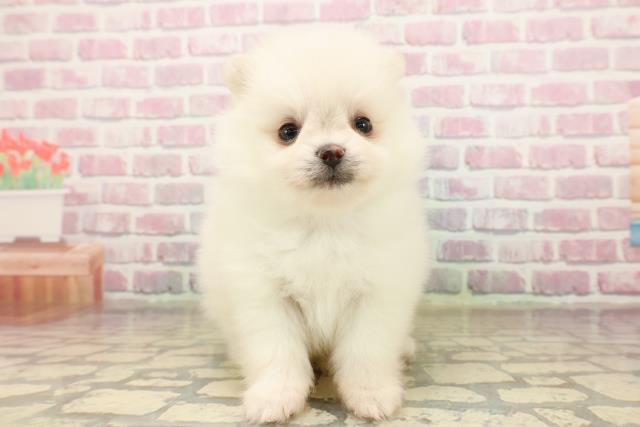 東京都のポメラニアン (Coo&RIKU足立本店/2025年8月3日生まれ/男の子/クリーム)の子犬