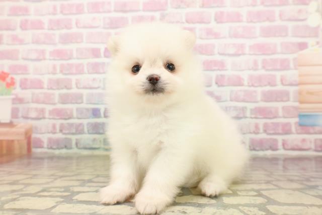 東京都のポメラニアン (Coo&RIKU足立本店/2025年8月3日生まれ/男の子/クリーム)の子犬の2枚目の画像
