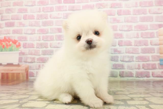 東京都のポメラニアン (Coo&RIKU足立本店/2025年8月3日生まれ/男の子/クリーム)の子犬の3枚目の画像