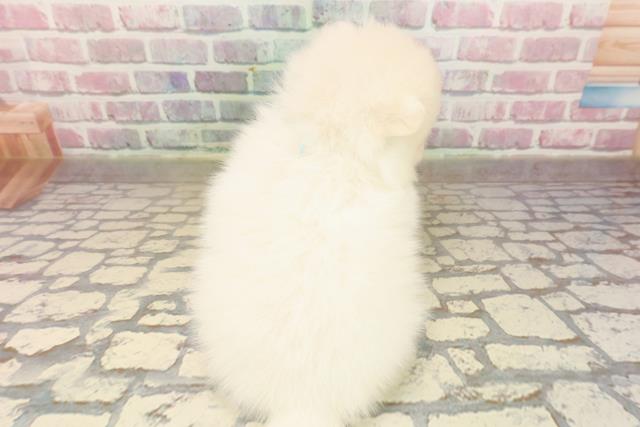東京都のポメラニアン (Coo&RIKU足立本店/2025年8月3日生まれ/男の子/クリーム)の子犬の4枚目の画像