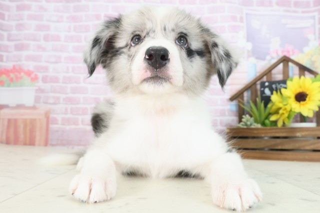 島根県のボーダーコリー (Coo&RIKU出雲店/2025年7月31日生まれ/女の子/ブルーマール)の子犬の1枚目の画像