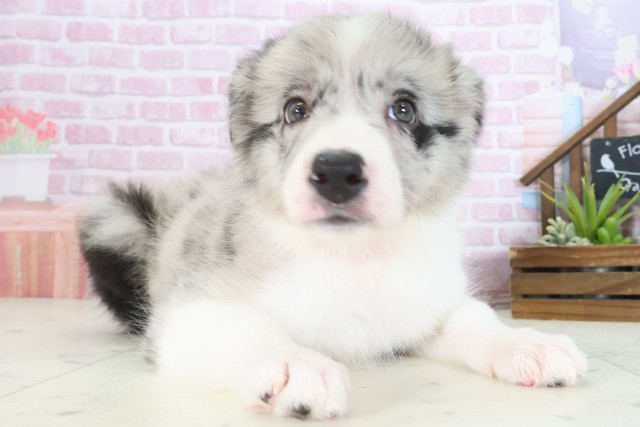 島根県のボーダーコリー (Coo&RIKU出雲店/2025年7月31日生まれ/女の子/ブルーマール)の子犬の2枚目の画像