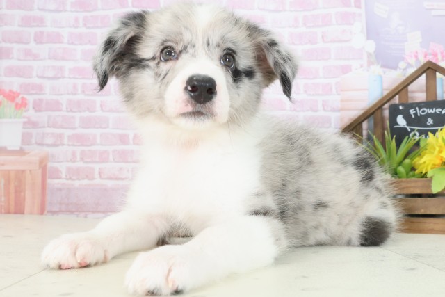 島根県のボーダーコリー (Coo&RIKU出雲店/2025年7月31日生まれ/女の子/ブルーマール)の子犬の3枚目の画像