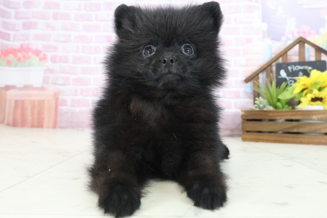 広島県のポメラニアン (Coo&RIKU広島中央店/2025年7月31日生まれ/男の子/ブラック)の子犬の1枚目の画像