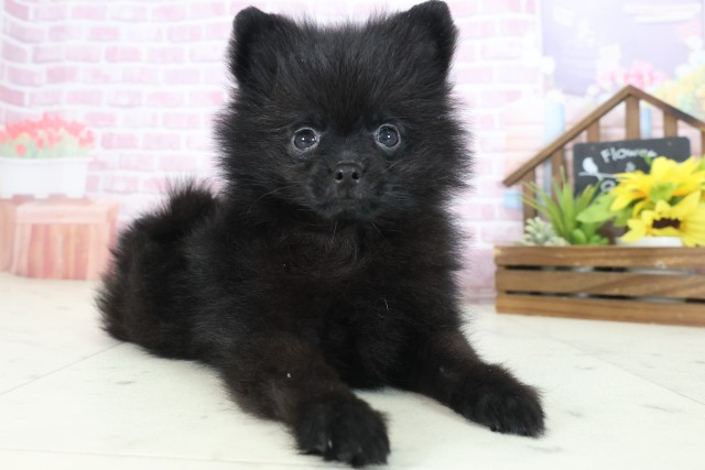 広島県のポメラニアン (Coo&RIKU広島中央店/2025年7月31日生まれ/男の子/ブラック)の子犬の2枚目の画像