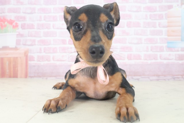 ミニチュア・ピンシャー