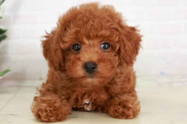 トイ・プードル