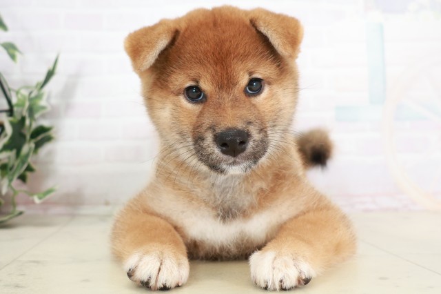 香川県の柴犬(標準サイズ) (Coo&RIKU高松上福岡店/2025年7月30日生まれ/女の子/赤)の子犬