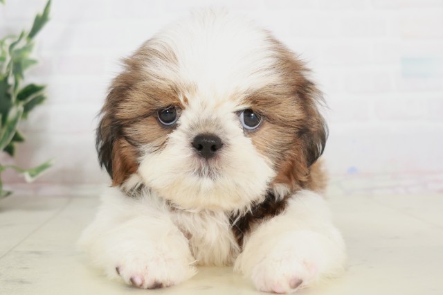 島根県のシーズー (Coo&RIKU出雲店/2025年7月31日生まれ/男の子/ゴールドホワイト)の子犬