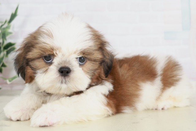 島根県のシーズー (Coo&RIKU出雲店/2025年7月31日生まれ/男の子/ゴールドホワイト)の子犬の3枚目の画像