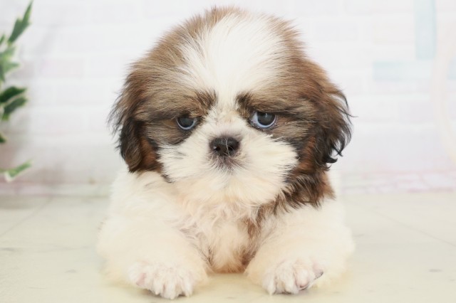 山口県のシーズー (Coo&RIKUシーモール下関店/2025年7月31日生まれ/男の子/ゴールドホワイト)の子犬の1枚目の画像