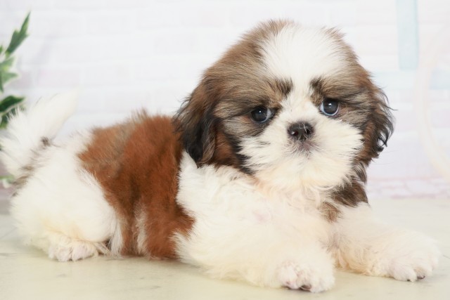 山口県のシーズー (Coo&RIKUシーモール下関店/2025年7月31日生まれ/男の子/ゴールドホワイト)の子犬の2枚目の画像
