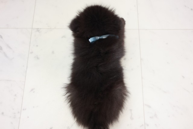 徳島県のポメラニアン (Coo&RIKU徳島店/2025年7月31日生まれ/男の子/ブラック)の子犬の4枚目の画像