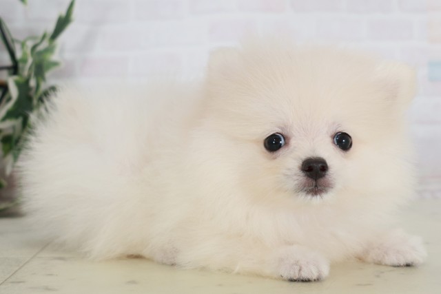 広島県のポメラニアン (Coo&RIKU広島北店/2025年7月31日生まれ/女の子/クリーム)の子犬の2枚目の画像