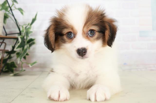 広島県のパピヨン (Coo&RIKU福山店/2025年8月3日生まれ/男の子/ホワイトブラウン)の子犬の1枚目の画像