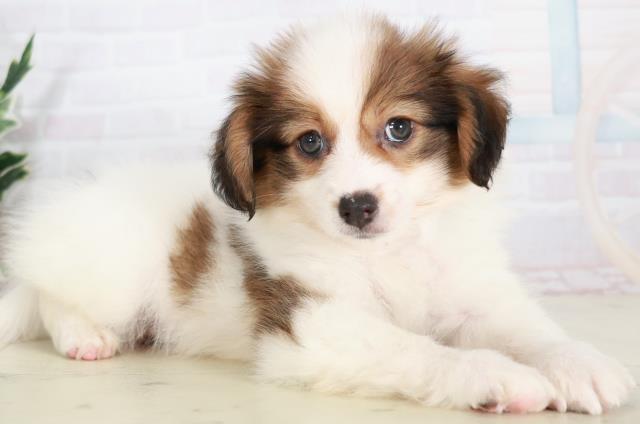 広島県のパピヨン (Coo&RIKU福山店/2025年8月3日生まれ/男の子/ホワイトブラウン)の子犬の2枚目の画像