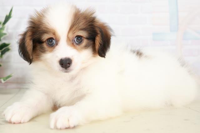 広島県のパピヨン (Coo&RIKU福山店/2025年8月3日生まれ/男の子/ホワイトブラウン)の子犬の3枚目の画像