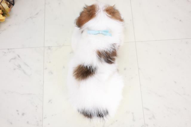広島県のパピヨン (Coo&RIKU福山店/2025年8月3日生まれ/男の子/ホワイトブラウン)の子犬の4枚目の画像