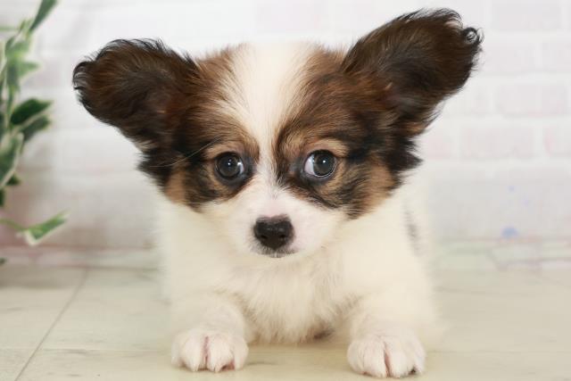 広島県のパピヨン (Coo&RIKU東広島店/2025年8月3日生まれ/女の子/ホワイトブラウン)の子犬の1枚目の画像