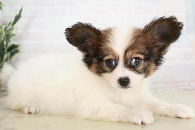 広島県のパピヨン (Coo&RIKU東広島店/2025年8月3日生まれ/女の子/ホワイトブラウン)の子犬の2枚目の画像