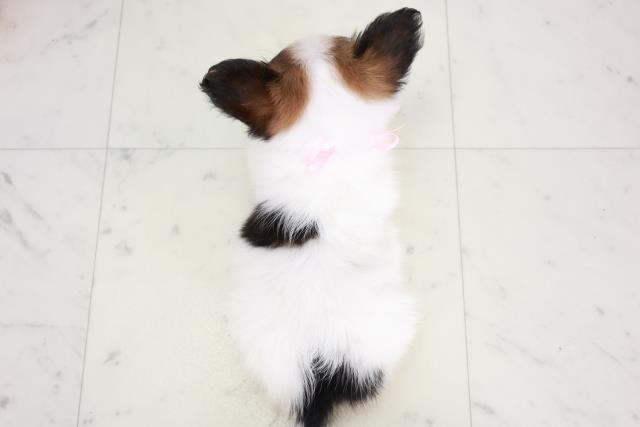 広島県のパピヨン (Coo&RIKU東広島店/2025年8月3日生まれ/女の子/ホワイトブラウン)の子犬の4枚目の画像