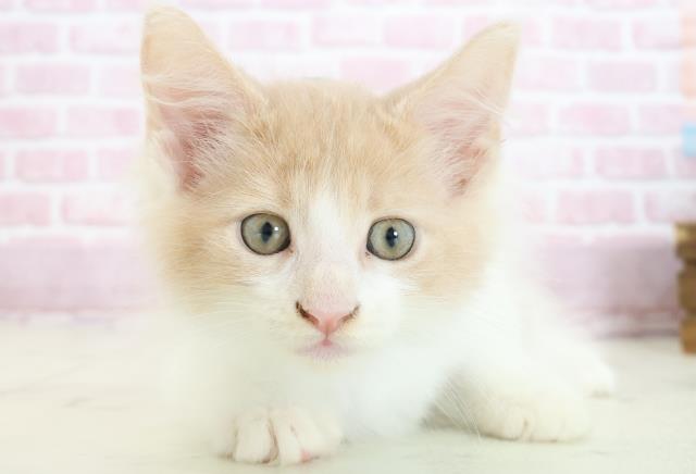 愛媛県のメインクーン (Coo&RIKU大洲店/2025年7月29日生まれ/男の子/クリームタビーホワイト)の子猫の1枚目の画像
