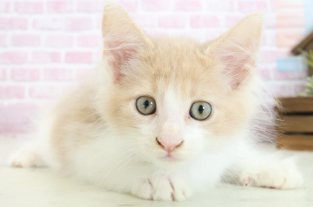 愛媛県のメインクーン (Coo&RIKU大洲店/2025年7月29日生まれ/男の子/クリームタビーホワイト)の子猫の2枚目の画像