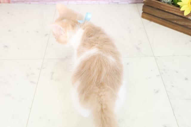 愛媛県のメインクーン (Coo&RIKU大洲店/2025年7月29日生まれ/男の子/クリームタビーホワイト)の子猫の4枚目の画像