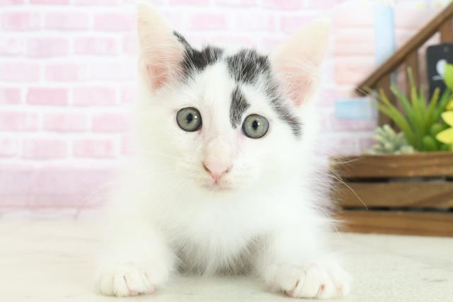 広島県のメインクーン (Coo&RIKU東広島店/2025年7月29日生まれ/男の子/ブラックホワイト)の子猫の1枚目の画像